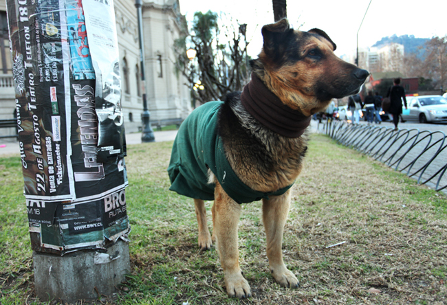 Santiago Street Dog