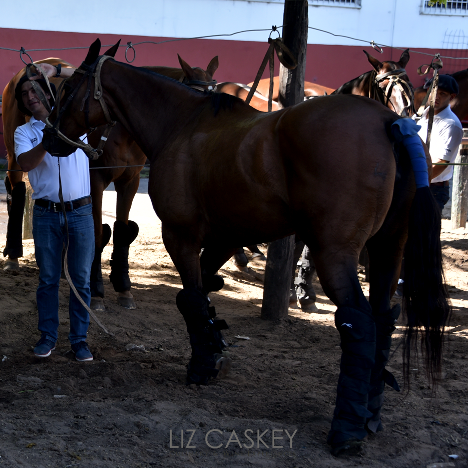 Argentina_Horses_10