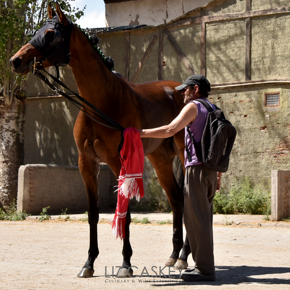 Chile_Horses_29