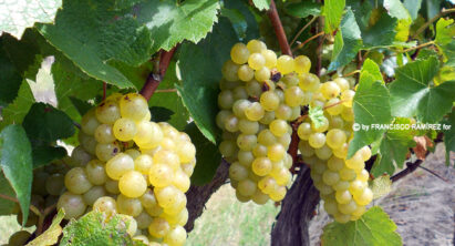 Five Great Uruguayan White Wines